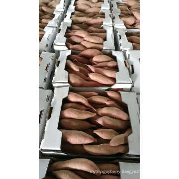 Fresh Sweet Potato China High Quality